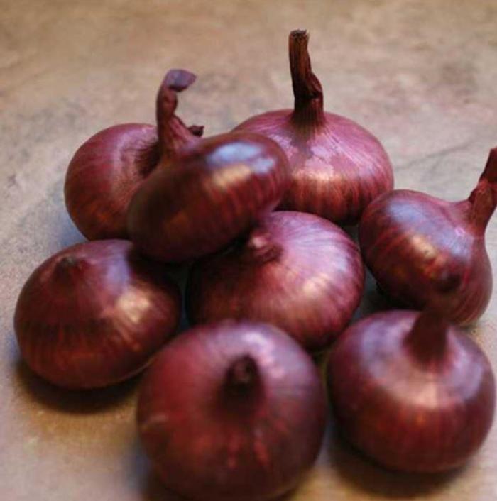 Onion - Allium cepa 'Red Marble Hybrid Cippolinis '