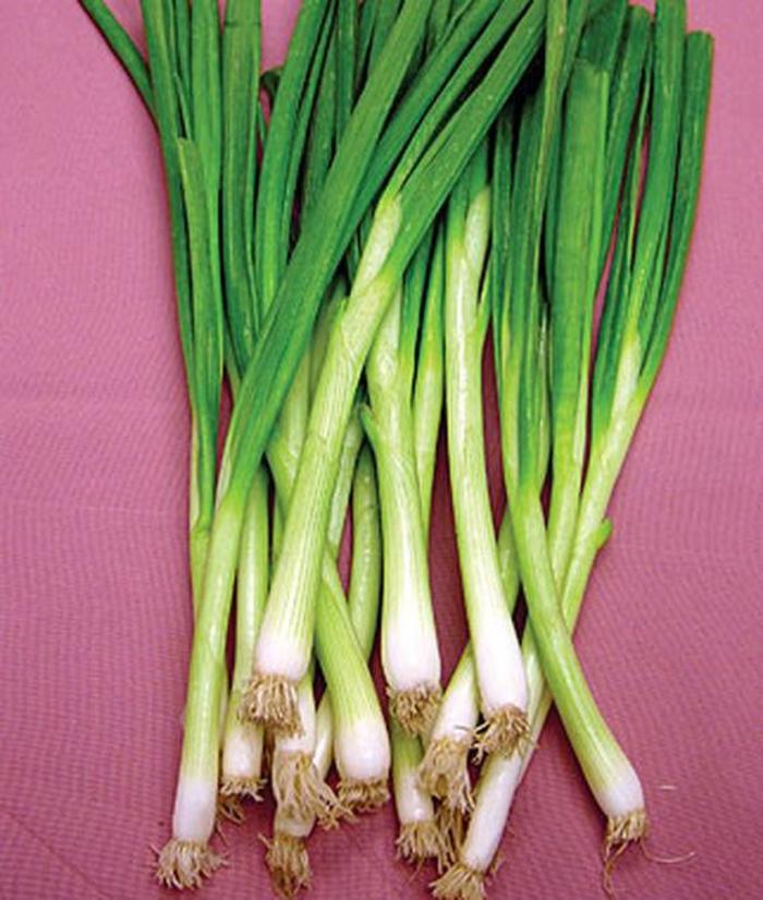 Onion - Allium cepa 'White Lisbon Bunching'