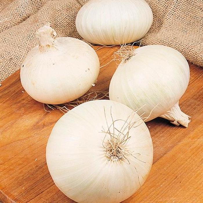 Onion - Allium cepa 'White Snowball'