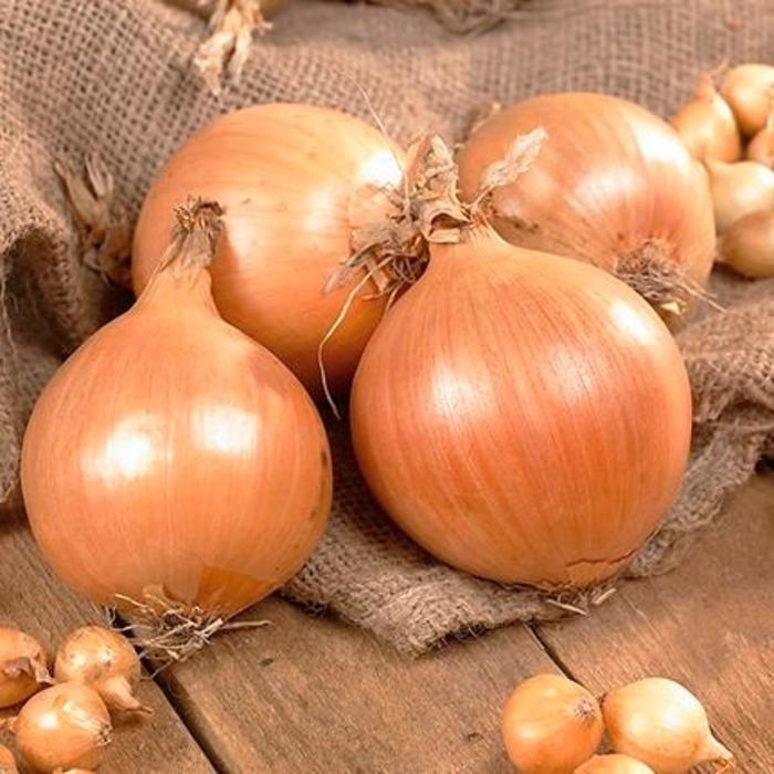 Onion - Allium cepa 'Yellow Stuttgarter'