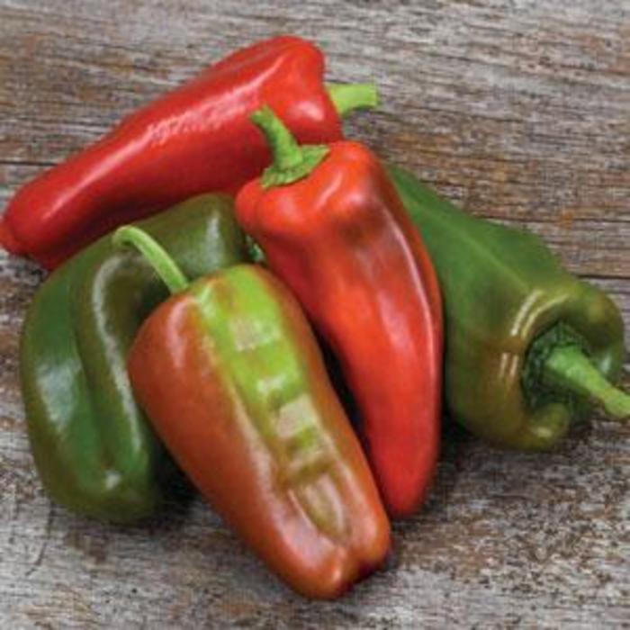Pepper, Sweet Bell - Capsicum annuum 'Costa Rican'