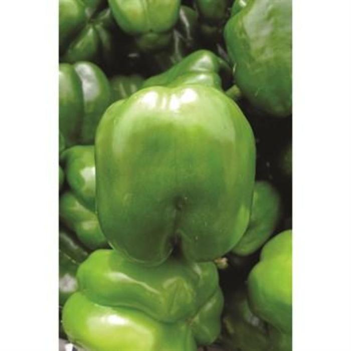 Pepper, Sweet Bell - Capsicum annuum 'Keystone Giant Resistant'