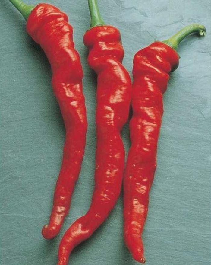 Pepper, Hot - Capsicum annuum 'Cayenne Large Red '