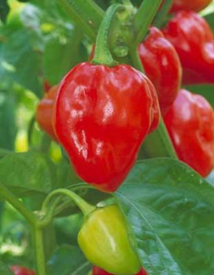 Pepper, Hot - Capsicum chinense 'Habanero Caribbean Red Hot'