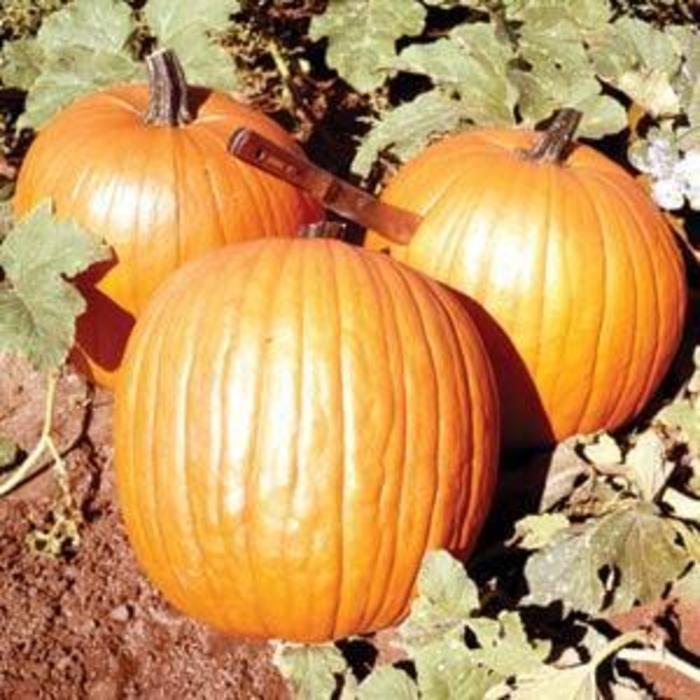 Pumpkin - Cucurbita pepo 'Howden'