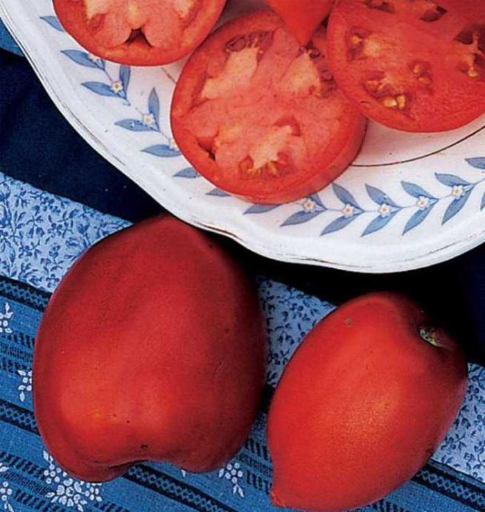 Tomato - Solanum lycopersicum 'Amish Paste'