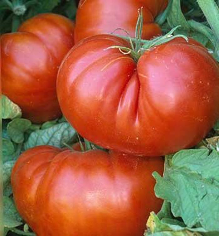 Tomato - Solanum lycopersicum 'Aussie'