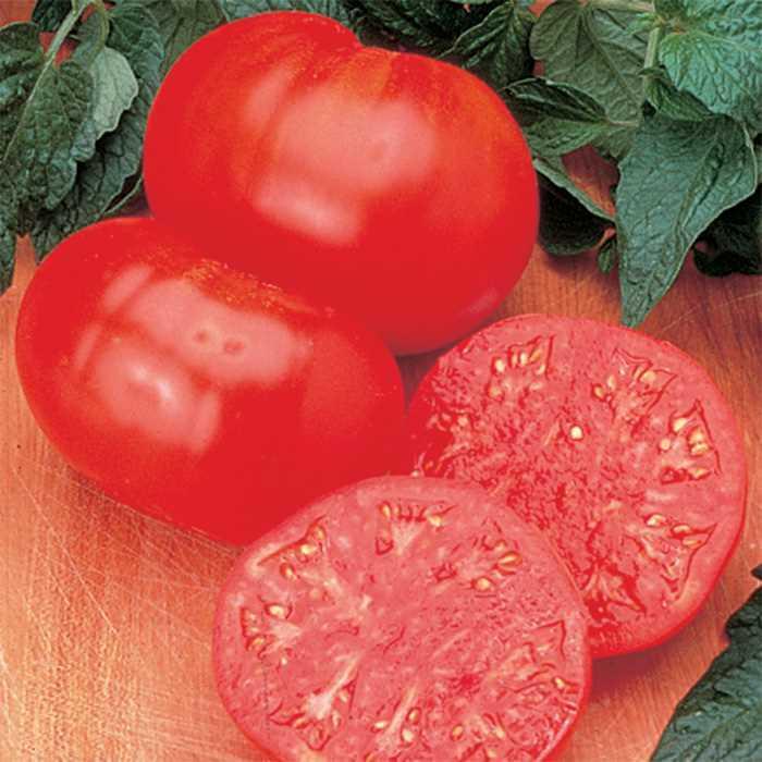 Tomato - Solanum lycopersicum 'Beefsteak' Tomato - Solanum lycopersicum 'Beefsteak'