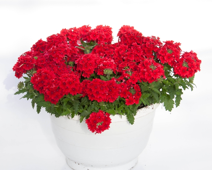 Pops™ Dark Red - Verbena Pops™ Dark Red - Verbena