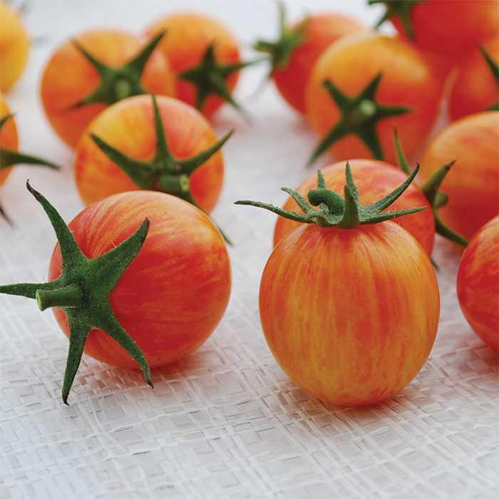 Tomato - Solanum lycopersicum 'Bumble Bee Sunrise'