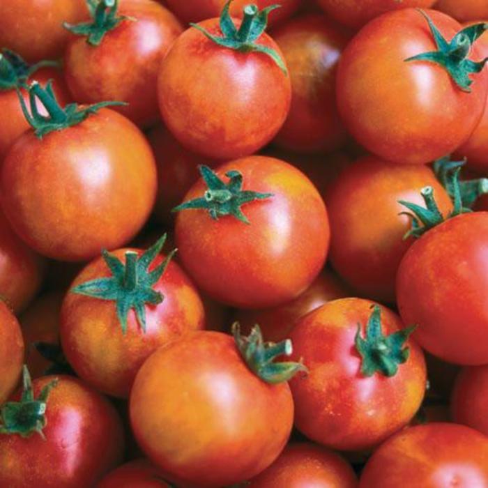 Tomato - Solanum lycopersicum 'Isis Candy'