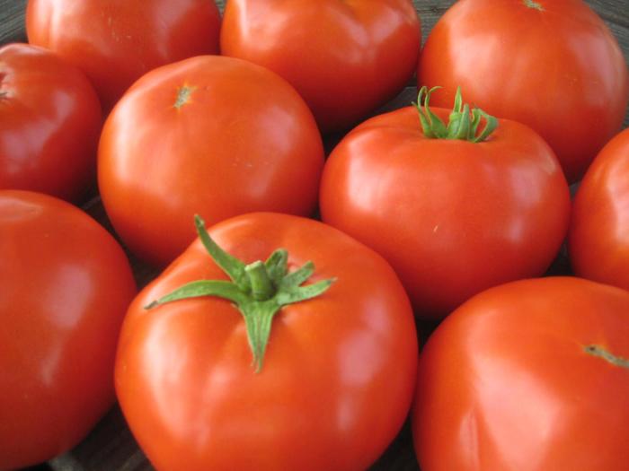 Tomato - Solanum lycopersicum 'Mountain Merit '