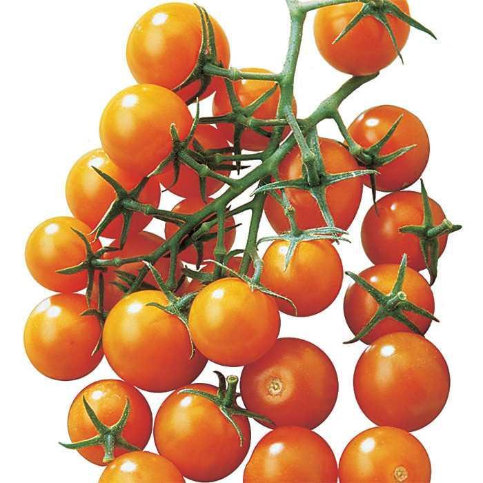 Tomato - Solanum lycopersicum 'Sunsugar'