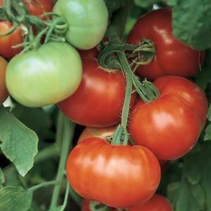 Tomato - Solanum lycopersicum 'Super Fantastic'