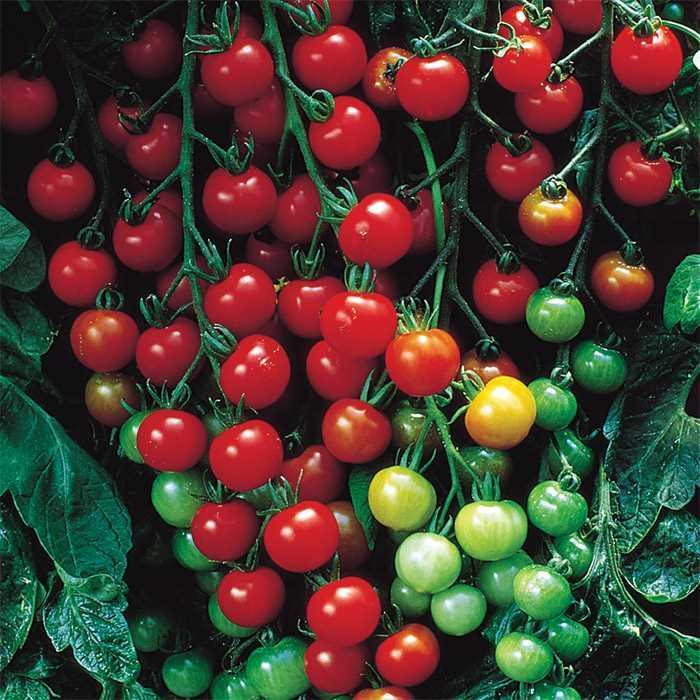 Tomato - Solanum lycopersicum 'Supersweet 100 Hybrid '