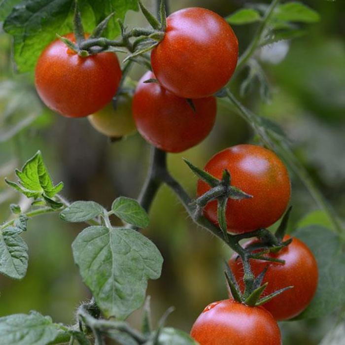 Tomato - Solanum lycopersicum 'Sweetheart Of The Patio'