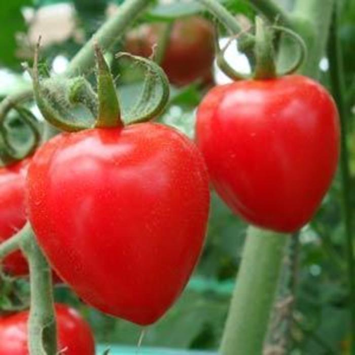 Tomato - Solanum lycopersicum 'Tomatoberry Garden'