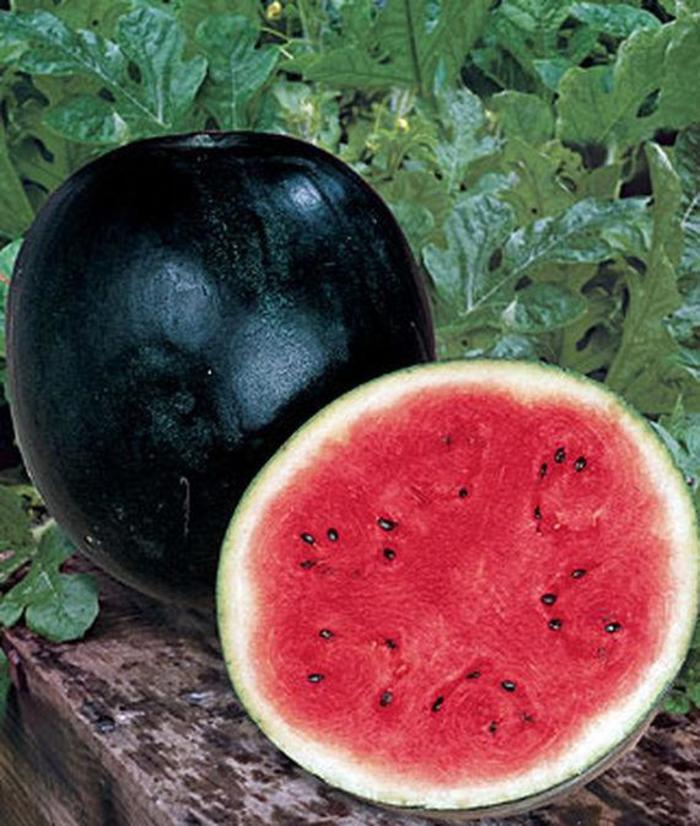 Watermelon - Citrullus lanatus 'Sugar Baby'