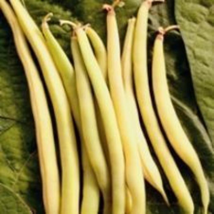 Bean - Phaseolus vulgaris 'Gold Rush'