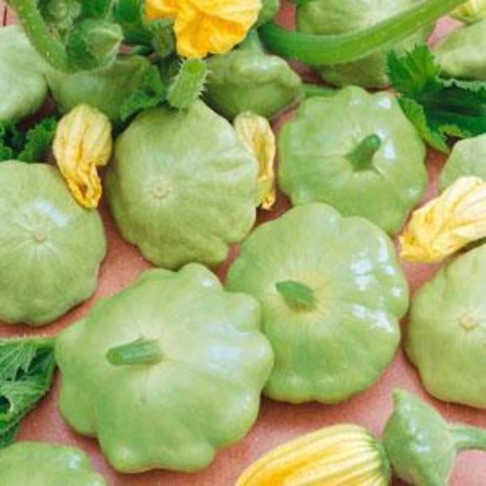 Squash - Cucurbita pepo 'Lunar' Squash - Cucurbita pepo 'Lunar'