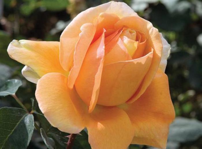 Bronze Star™ Rose - Rosa 'Wezaprt'