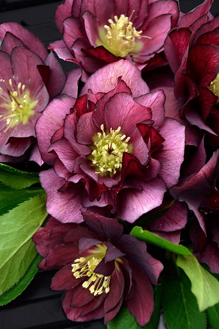 Wedding Party™ 'True Love' - Helleborus x Wedding Party™ 'True Love' - Helleborus x