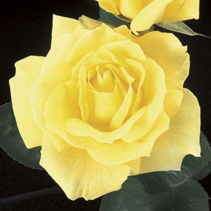 Mellow Yellow Rose - Rosa 'WEKosomit'