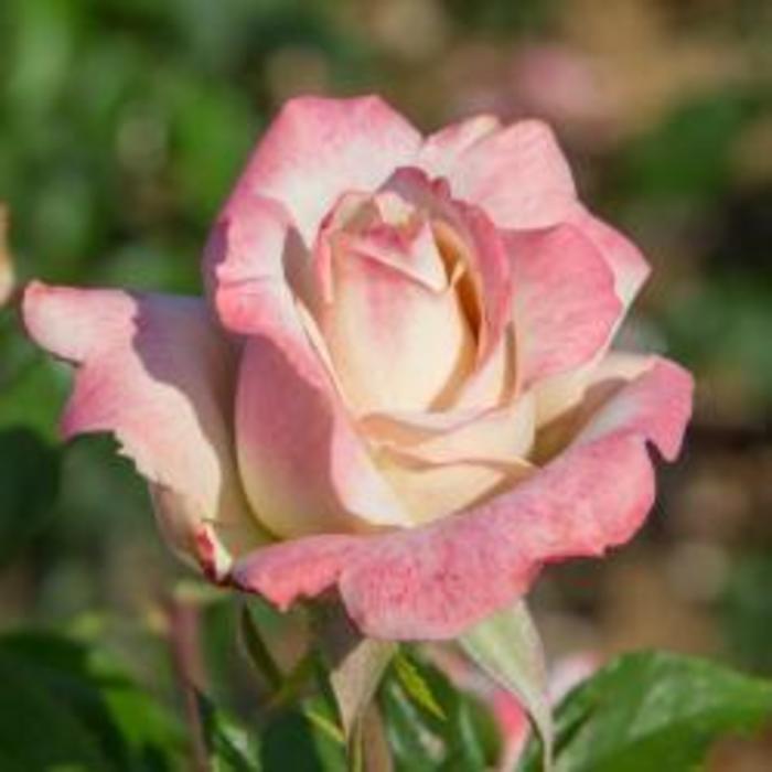 Pinkerbelle™ Rose - Rosa 'Meivanae'