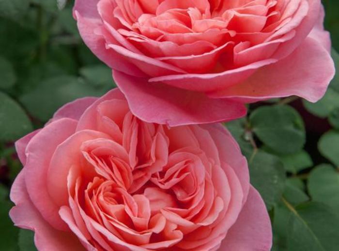 Sweet Mademoiselle™ Rose - Rosa 'Meinostair'