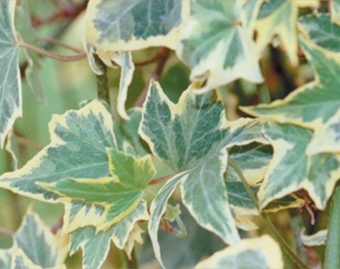 Yellow Ripple - Hedera helix Yellow Ripple - Hedera helix