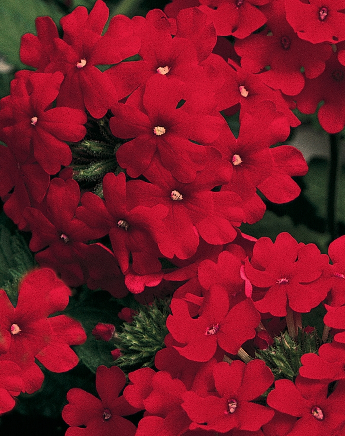 Lanai® ''Red'' - Verbena 