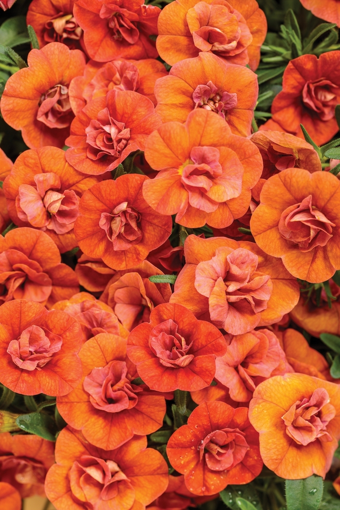 Superbells® Double Orange - Calibrachoa hybrid