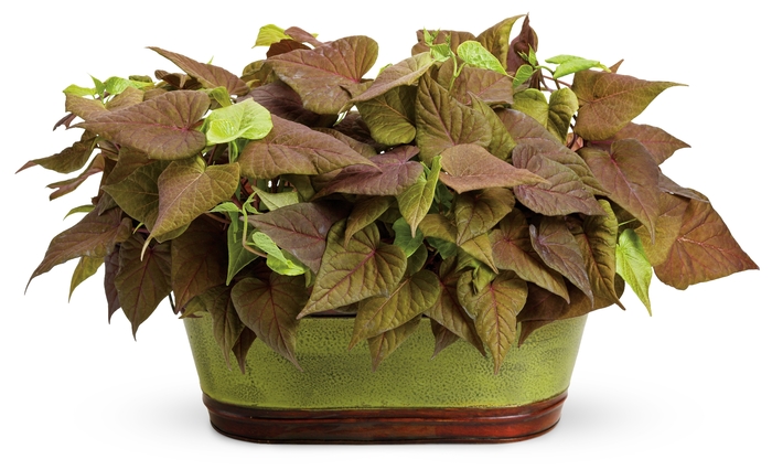 Sweet Caroline Sweet Heart Red - Ipomoea batatas Sweet Caroline Sweet Heart Red - Ipomoea batatas