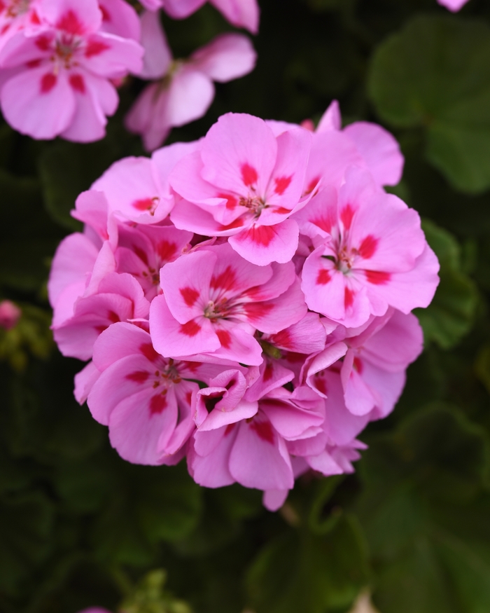 Pelargonium X Hortorum 'Sunrise™ Lavender+Red Eye' | Geranium, Zonal ...