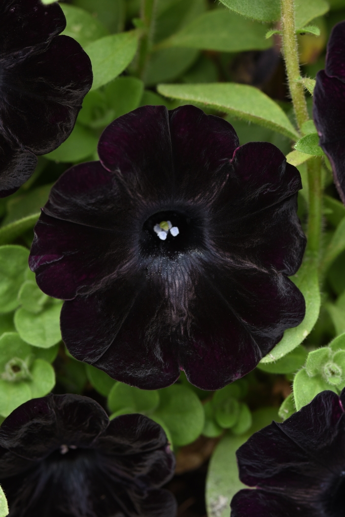 Starlet™ 'Velvet' - Petunia 