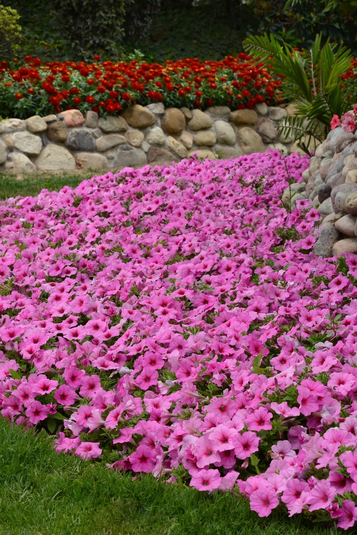 Petunia - Petunia hybrida Easy Wave® Pink Passion