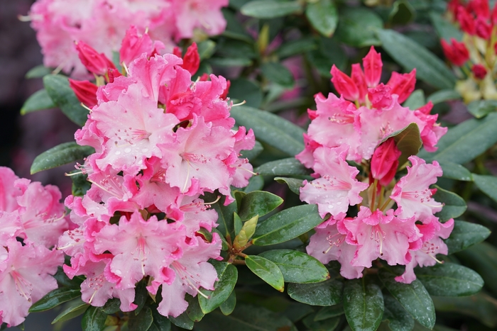 Dandy Man Color Wheel® - Rhododendron 