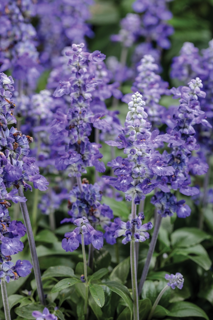 Unplugged™ 'So Blue™' - Salvia farinacea (Mealycup Sage)