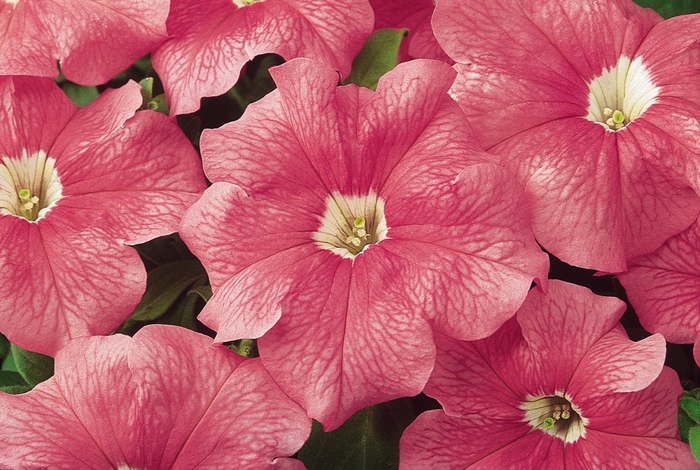 Dreams&trade; Salmon - Petunia 