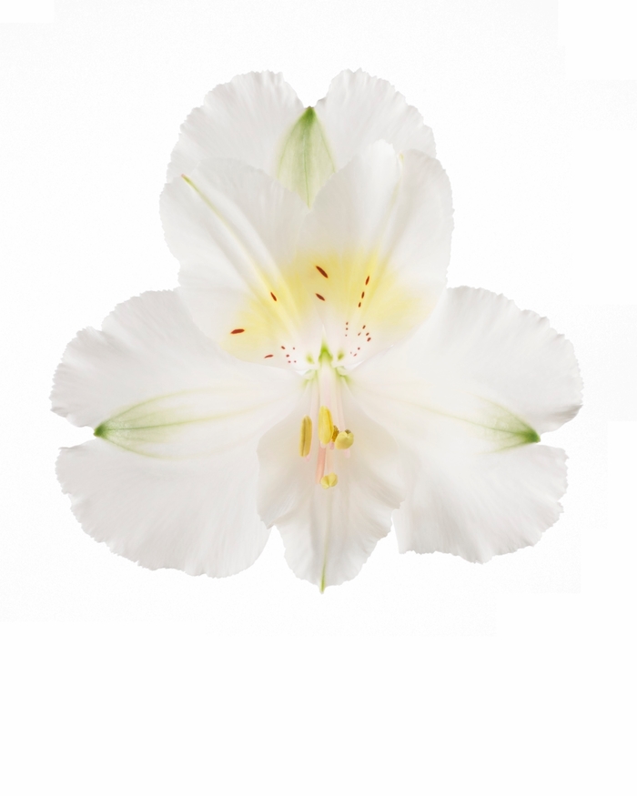 Alstroemeria (Peruvian Lily) - Alstroemeria x hybrida Colorita® Claire