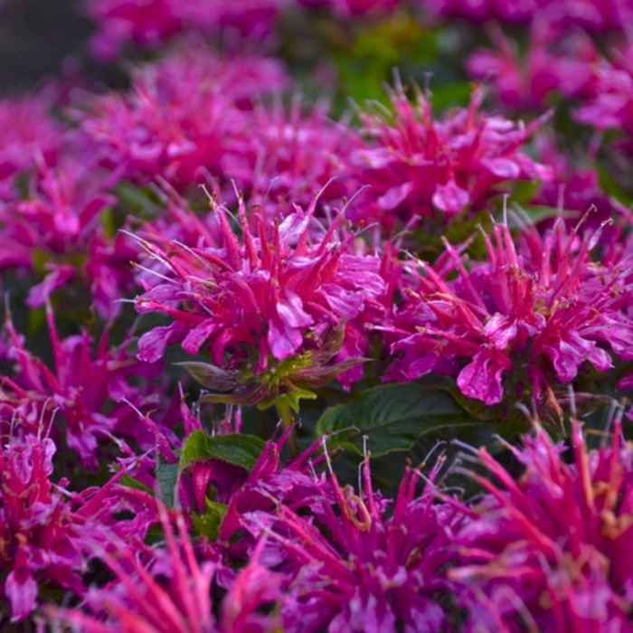 'Pardon My Purple' - Monarda didyma 'Pardon My Purple' - Monarda didyma