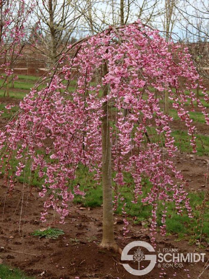 Pink Cascade® Cherry - Prunus 'NCPH1'