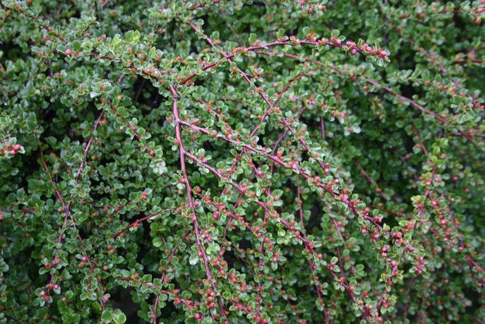Tom Thumb Cranberry Cotoneaster - Cotoneaster apiculatus 'Tom Thumb'