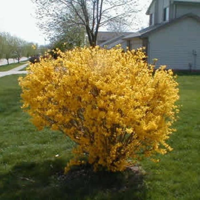 Forsythia × intermedia 'Sunrise' | Sunrise Forsythia | Ebert's Greenhouse