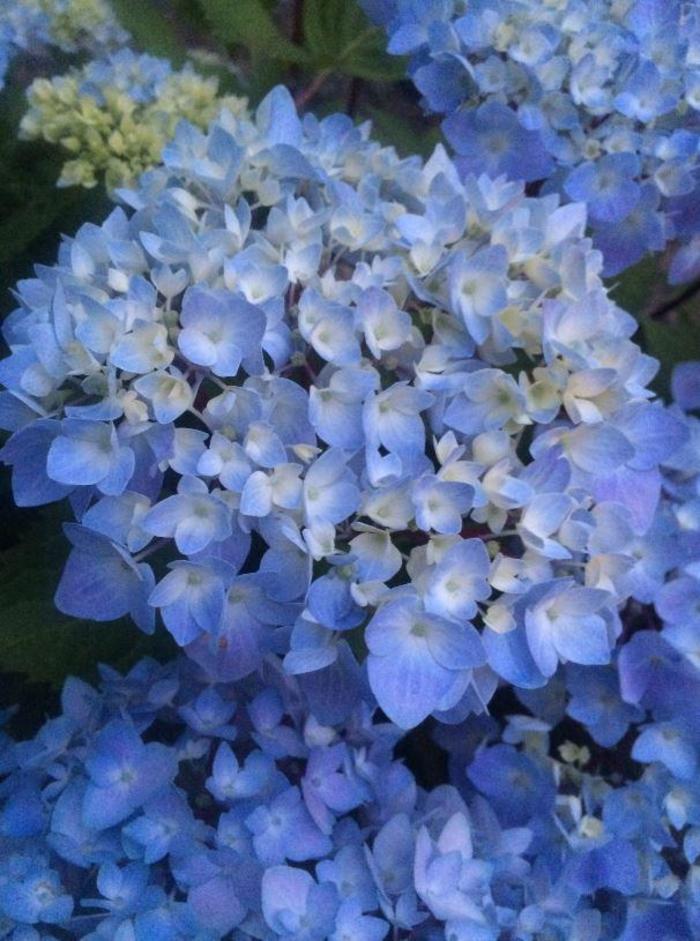 Blue Enchantress® Hydrangea - Hydrangea macrophylla 'Monmar'
