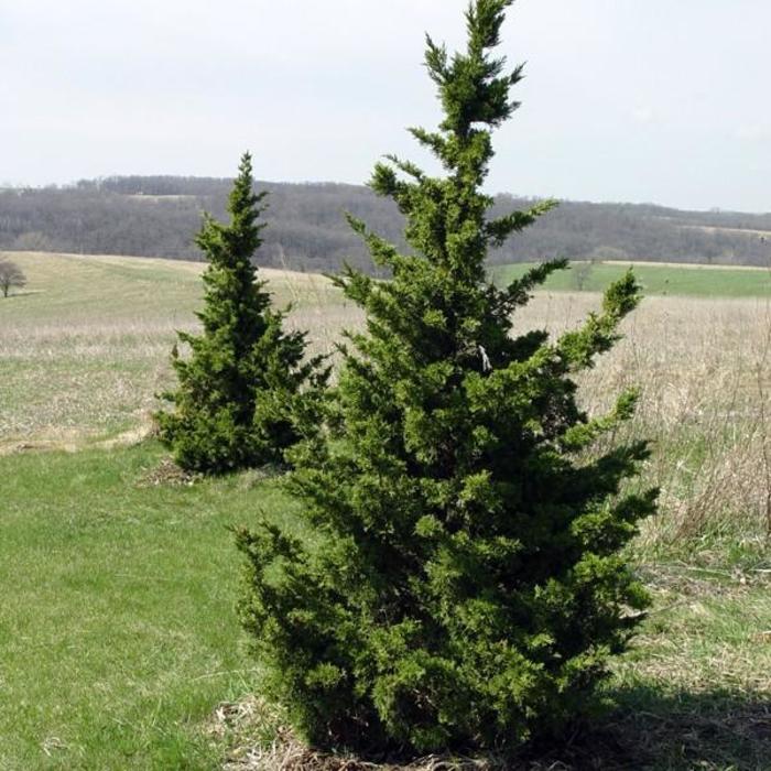 Iowa Juniper - Juniperus chinensis 'Iowa'