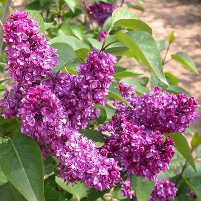 Charles Joly Lilac - Syringa vulgaris 'Charles Joly'