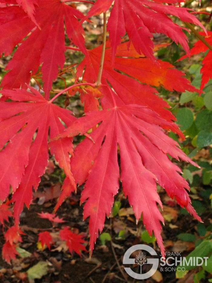 Northern Glow® Maple - Acer pseudosieboldianum x palmatum 'Hasselkus'