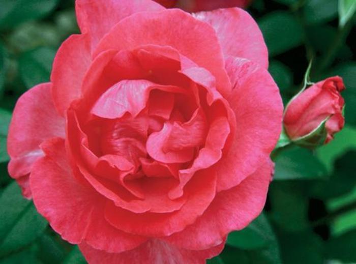 Tahitian Treasure™ Rose - Rosa 'Radtreasure'