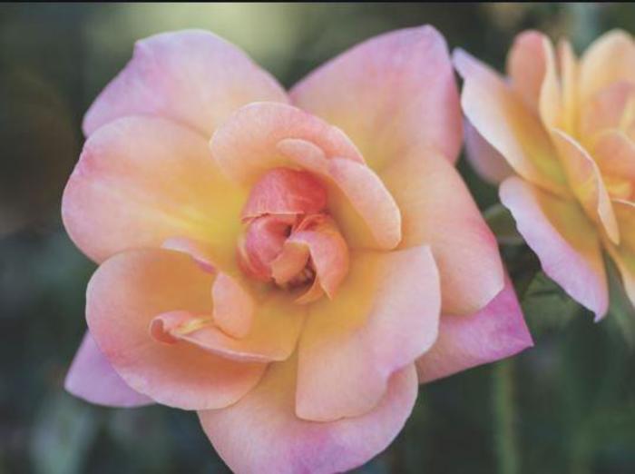 Bright & Shiny™ Rose - Rosa 'Radapshin'